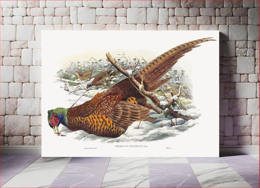 Πίνακας Phasianus colchicus; Ring-necked Pheasant (1804–1908) by John Gould and William Matthew... 200x130