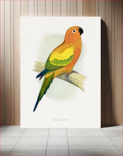 Πίνακας Sun Parrakeet (Aratinga solstitialis) colored wood-engraved plate by Alexander Francis... 20x30