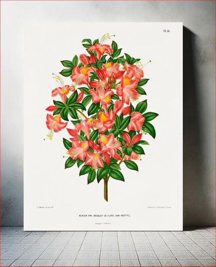 Πίνακας Azalea Hyb. bouquet de Flore (Van Houtte.) chromolithograph plates by Abraham Jacobus... 120x180