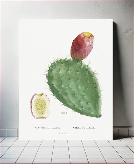 Πίνακας Cactus Cochenillifer Image from Histoire des Plantes Grasses (1799) by Pierre-Joseph... 30x40