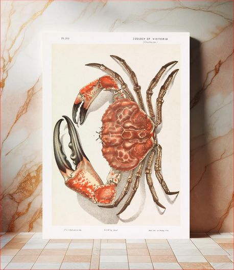 Πίνακας Tasmanian Giant Crab, Pseudocarcinus gigas (1889 - 1890) chromolithograph by John James... 80x120