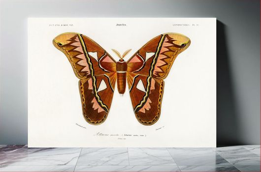 Πίνακας Attacus Atlas Moth (Attacus Aurora) illustrated by Charles Dessalines D' Orbigny... 120x80
