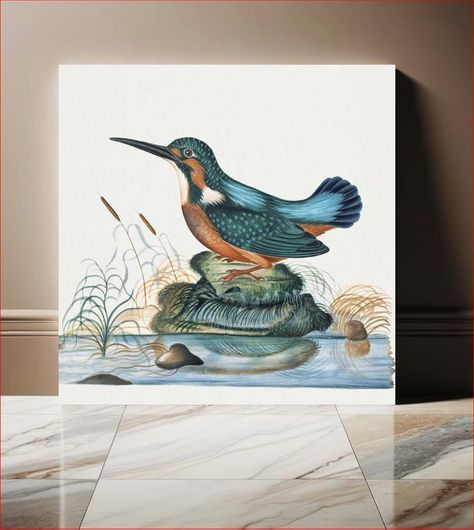 Πίνακας Common Kingfisher from the natural history cabinet of Anna Blackburne (1768) by James... 80x80