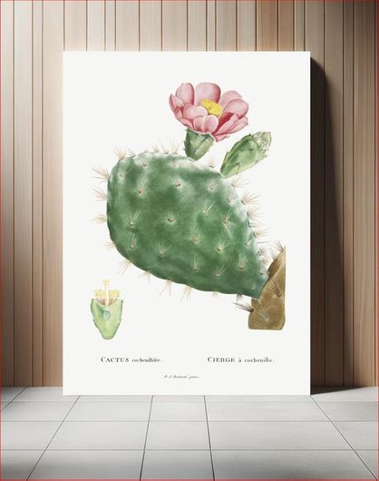 Πίνακας Cactus Cochenillifer Image from Histoire des Plantes Grasses (1799) by Pierre-Joseph... 20x30