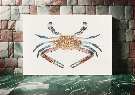 Πίνακας Portunua pelagicus (Blue Crab) (1737–1770) vintage sea animal illustration by Luigi... 200x130