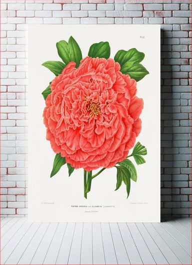 Πίνακας Faeonia Arborea Var. Elisabeth (Casoretti) chromolithograph plates by Abraham Jacobus... 30x40