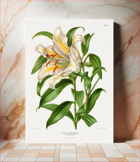 Πίνακας Lilium Speciosum Imperiale, Lilium Auratum chromolithograph plates by Abraham Jacobus... 40x50