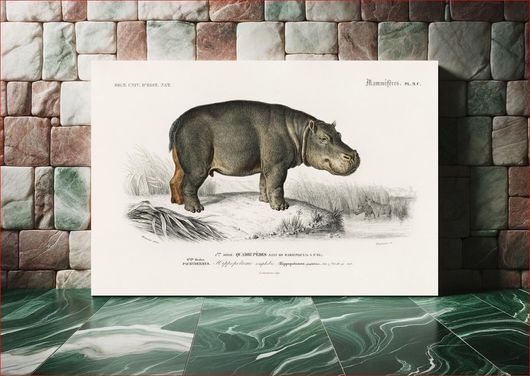 Πίνακας Hippopotamus (Hippopotame Amphibie) illustrated by Charles Dessalines D' Orbigny... 90x60