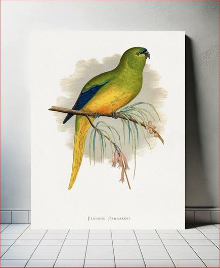 Πίνακας Elegant Parrakeet (Neophema elegans) colored wood-engraved plate by Alexander Francis... 20x30