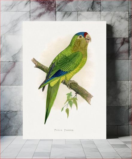 Πίνακας Petz's Conure (Aratinga canicularis) colored wood-engraved plate by Alexander Francis... 20x30