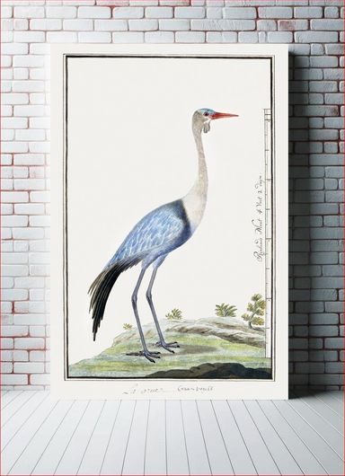 Πίνακας Grus carunculatus/ Bugeranus carunculatus: wattled crane (1777–1786) by Robert Jacob... 60x90
