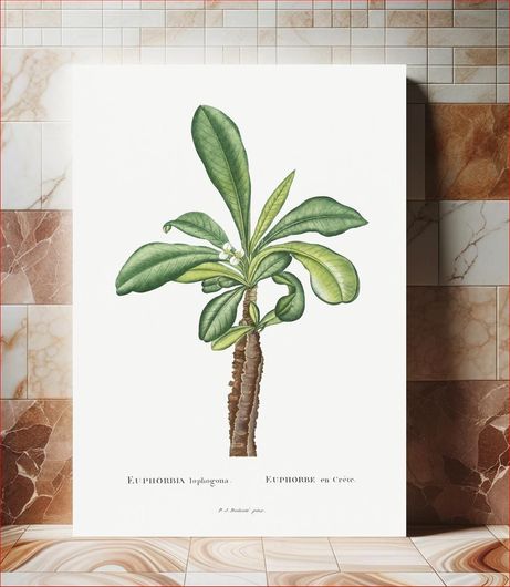Πίνακας Euphorbia Lophogona Image from Histoire des Plantes Grasses (1799) by Pierre-Joseph... 70x100