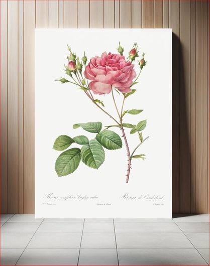 Πίνακας Rosa Centifolia Anglica Rubra (1817–1824) by Pierre-Joseph Redouté and Henry Joseph... 20x30