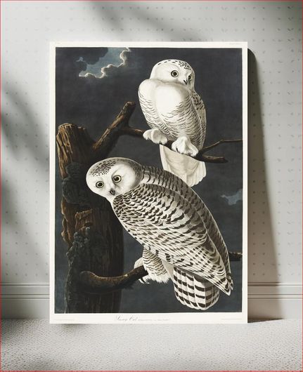 Πίνακας Snowy Owl from Birds of America (1827) by John James Audubon, etched by William Home... 30x40