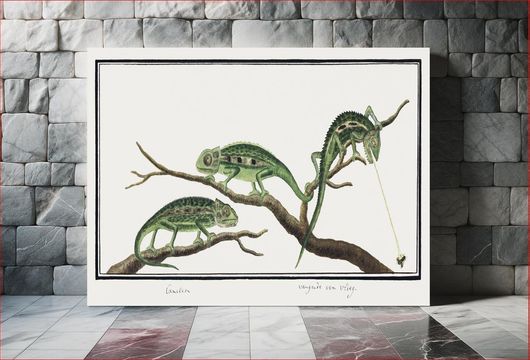 Πίνακας Bradypodion pumilum in three poses: cape dwarf chameleon (1777–1786) by Robert Jacob... 200x130