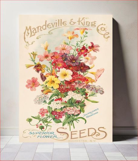 Πίνακας Mandeville & King Co., superior flower seeds, salpiglossis and verbenas (1905) by... 30x40