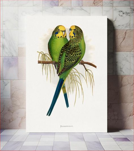Πίνακας Budgerigar (Melopsittacus undulatus) colored wood-engraved plate by Alexander Francis... 100x150