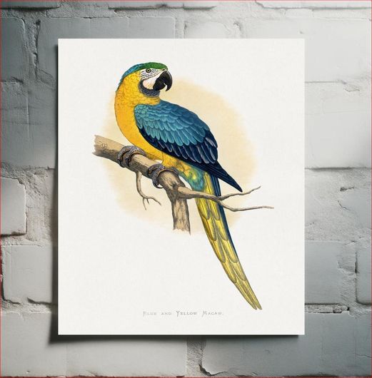 Πίνακας Blue and Yellow Macaw (Ara ararauna) colored wood-engraved plate by Alexander Francis... 30x40