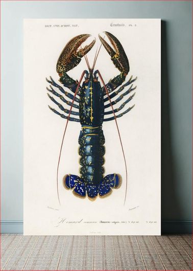 Πίνακας Crimson Crawfish (Palemon Ornatum) illustrated by Charles Dessalines D' Orbigny... 120x180
