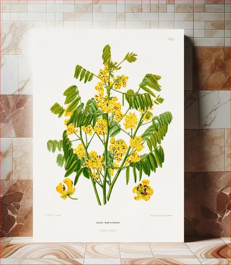 Πίνακας Maryland wild senna (Cassia Marylandica) chromolithograph plates by Abraham Jacobus... 20x30