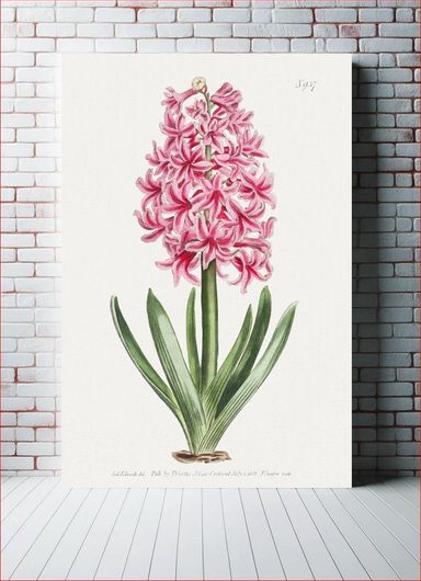 Πίνακας The Botanical Magazine or Flower Garden Displayed: Garden Hyacinth (1806) by Thomas... 20x30