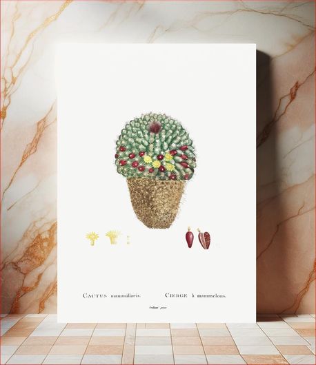 Πίνακας Cactus Mammillaria Image from Histoire des Plantes Grasses (1799) by Pierre-Joseph... 30x40