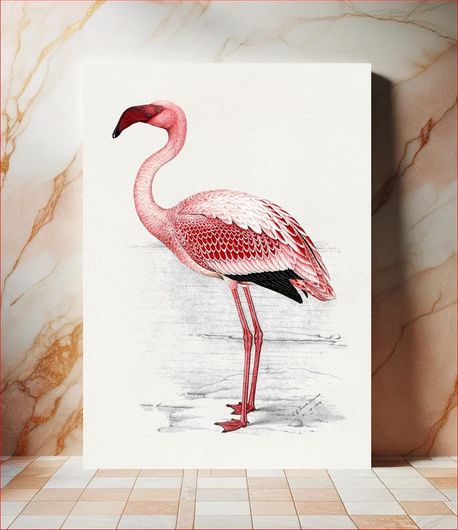 Πίνακας Painting of Lesser Flamingo (Phoenicopterus minor) (1919) animal art by C. G.... 20x30