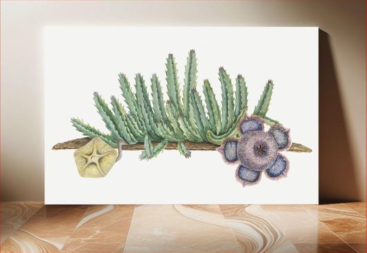 Πίνακας Orbea verrucosa (Masson) L.C. Leach.: SHirsute stapelia (1777–1786) by Robert Jacob... 180x120