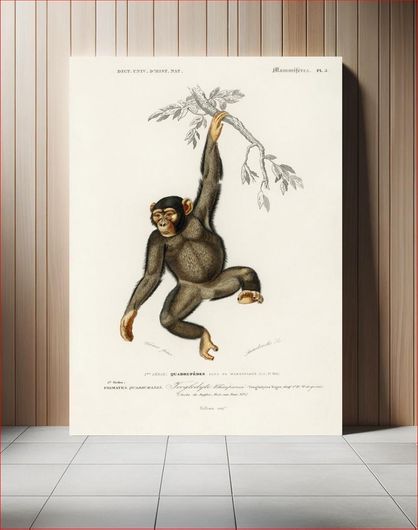 Πίνακας Chimpangze (Troglodyte Chimpanze) illustrated by Charles Dessalines D' Orbigny... 115x170