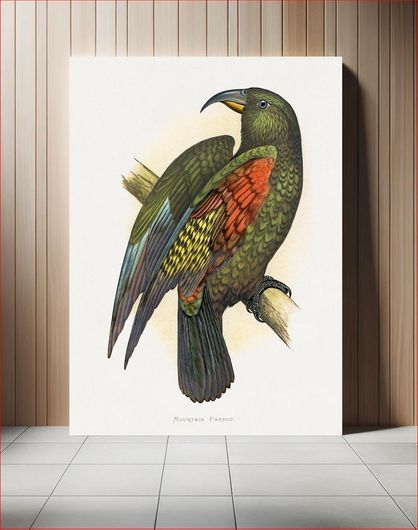 Πίνακας Mountain Parrot (Nestor notabilis) colored wood-engraved plate by Alexander Francis Lydon 70x100