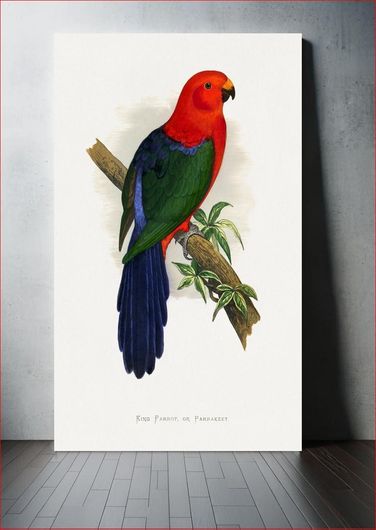 Πίνακας King Parrot (Alisterus scapularis) colored wood-engraved plate by Alexander Francis Lydon 70x100
