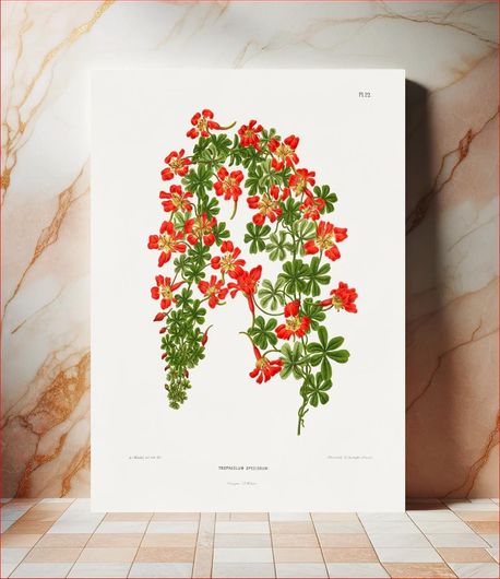 Πίνακας The flame flower (Tropaeolum Speciosum) chromolithograph plates by Abraham Jacobus Wendel 70x100