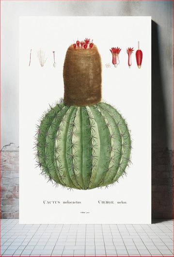 Πίνακας Cactus Melocactus Image from Histoire des Plantes Grasses (1799) by Pierre-Joseph Redouté 130x200