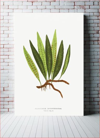 Πίνακας Polypodium Lycopodioides from Ferns: British and Exotic (1856-1860) by Edward Joseph Lowe 40x50