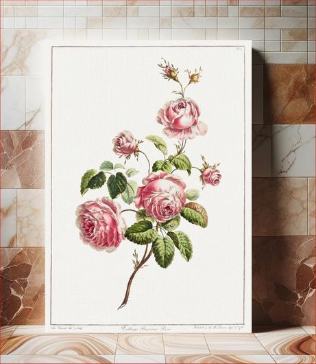 Πίνακας A Collection of Flowers Drawn after Nature - Cabbage Provence Rose (1801) by John Edwards 40x65
