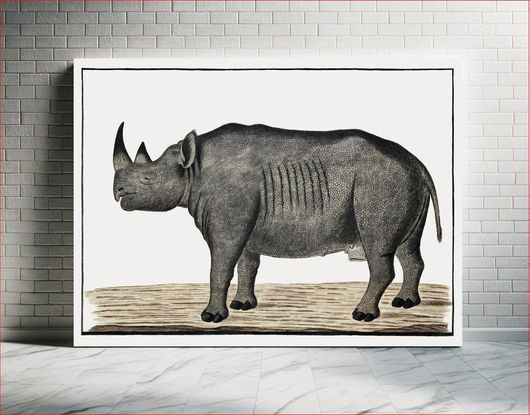 Πίνακας Recto Diceros bicornis bicornis: black rhinoceros; male (ca.1778) by Robert Jacob Gordon 200x130