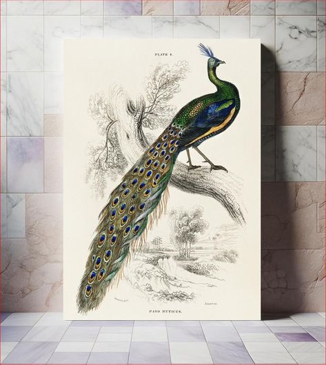 Πίνακας The Naturalist’s Library by Sir William Jardine (1836), a majestic male peafowl portrait 20x30