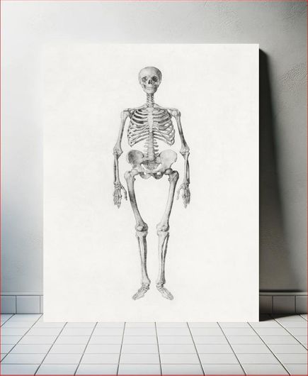 Πίνακας Human Skeleton, Anterior View (Finished Study for Table I), (1795–1806) by George Stubbs 40x50