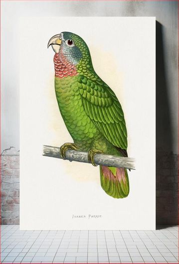 Πίνακας Jamaica Parrot (Amazona collaria) colored wood-engraved plate by Alexander Francis Lydon 115x170