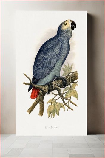 Πίνακας Grey Parrot (Psittacus erithacus) colored wood-engraved plate by Alexander Francis Lydon 50x80
