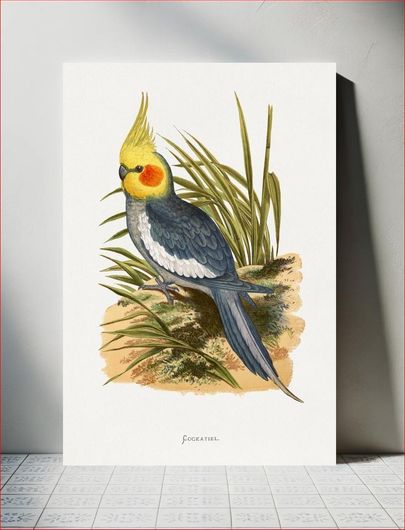 Πίνακας Cockatiel (Nymphicus hollandicus) colored wood-engraved plate by Alexander Francis Lydon 30x40