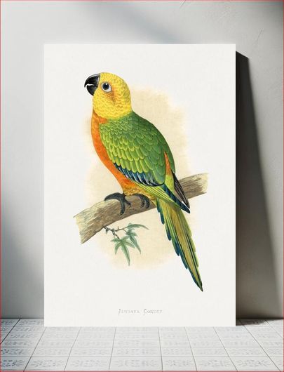 Πίνακας Jendaya Conure (Aratinga jandaya) colored wood-engraved plate by Alexander Francis Lydon 70x100
