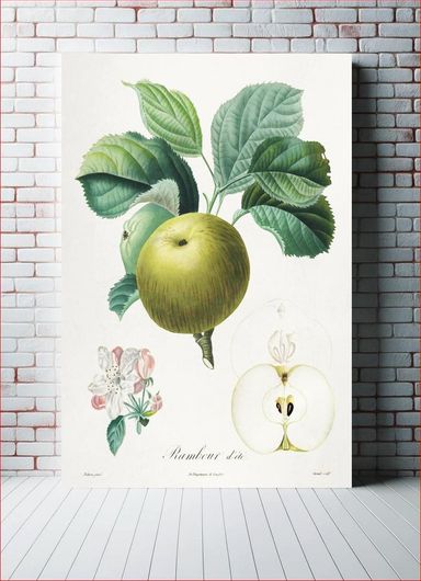 Πίνακας Traité des arbres fruitiers: Rambour d'été (1808–1835) by Henri-Louis Duhamel du Monceau 50x80