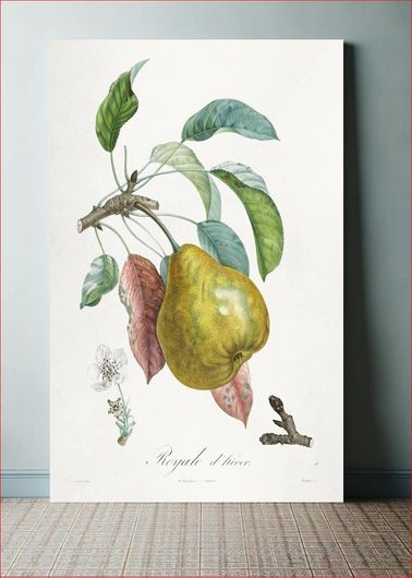 Πίνακας Traité des arbres fruitiers: Royal d'hiver (1808–1835) by Henri-Louis Duhamel du Monceau 40x50