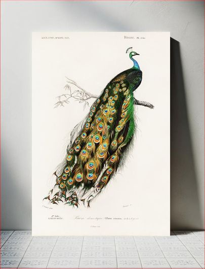Πίνακας Indian peafowl (Pavo Cristatus) illustrated by Charles Dessalines D' Orbigny (1806-1876) 115x170