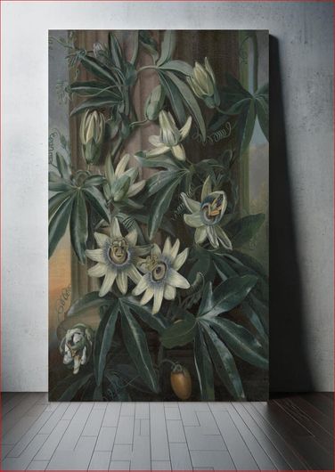 Πίνακας The Blue Passion Flower, for Robert John Thornton’s Temple of Flora (London, 1799–1812) 30x40