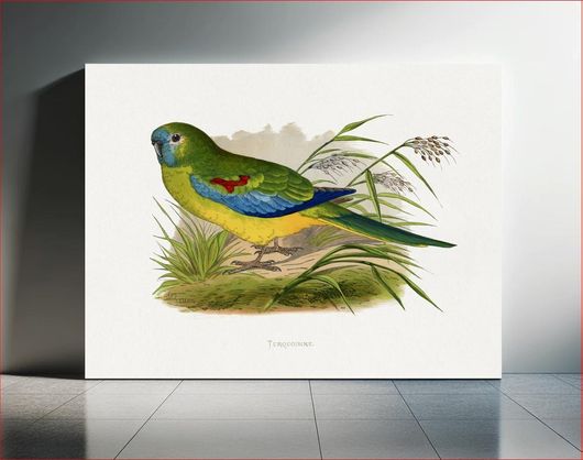 Πίνακας Turquoisine (Neophema pulchella) colored wood-engraved plate by Alexander Francis Lydon 65x40