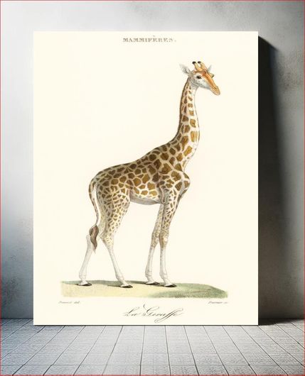 Πίνακας La Giraffe (1837) by Florent Prevos (1794-1870), an illustration of an adorable giraffe 50x80