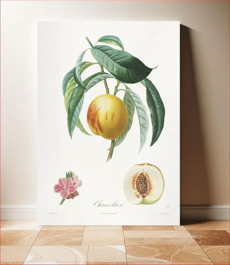 Πίνακας Traité des arbres fruitiers: Chancellière (1808–1835) by Henri-Louis Duhamel du Monceau 40x50