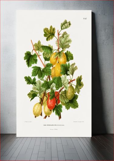 Πίνακας Gooseberries (Ribis Grossularia Hyb.) chromolithograph plates by Abraham Jacobus Wendel 80x120
